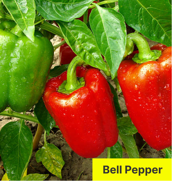 Bell Pepper