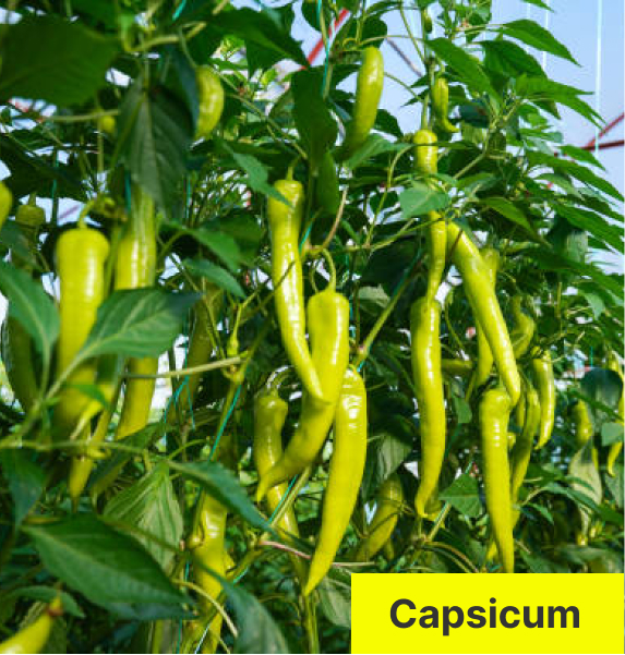 Capsicum