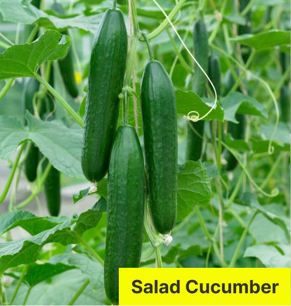Salad Cucumber