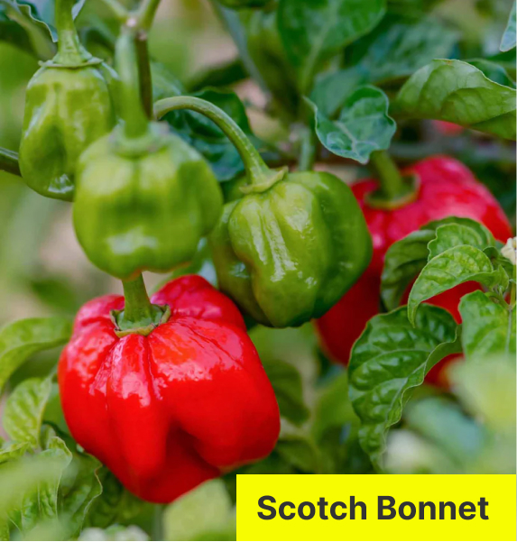 Scotch Bonnet